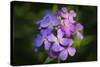 Digital art wild purple flowers close up-Anthony Paladino-Stretched Canvas