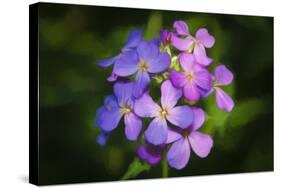 Digital art wild purple flowers close up-Anthony Paladino-Stretched Canvas