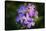 Digital art wild purple flowers close up-Anthony Paladino-Stretched Canvas