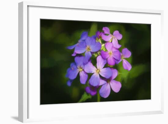 Digital art wild purple flowers close up-Anthony Paladino-Framed Giclee Print