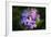 Digital art wild purple flowers close up-Anthony Paladino-Framed Giclee Print