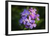 Digital art wild purple flowers close up-Anthony Paladino-Framed Giclee Print