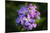 Digital art wild purple flowers close up-Anthony Paladino-Mounted Giclee Print