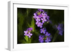 Digital art wild purple flowers-Anthony Paladino-Framed Giclee Print