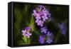 Digital art wild purple flowers-Anthony Paladino-Framed Stretched Canvas