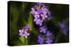 Digital art wild purple flowers-Anthony Paladino-Stretched Canvas