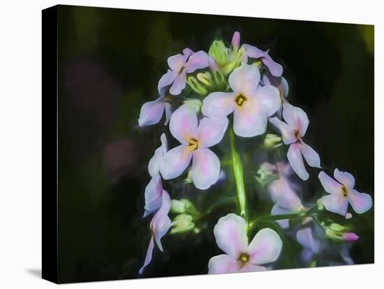 Digital art wild white and pink flowers-Anthony Paladino-Stretched Canvas