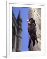 Digital Composite Common - European Swift (Apus Apus) Adult Clinging To A Building, UK-Kim Taylor-Framed Photographic Print