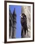 Digital Composite Common - European Swift (Apus Apus) Adult Clinging To A Building, UK-Kim Taylor-Framed Photographic Print