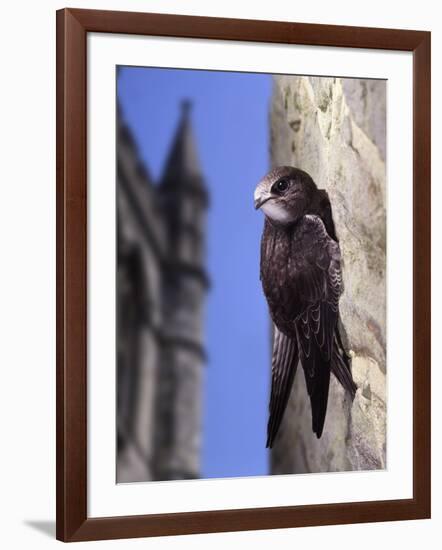 Digital Composite Common - European Swift (Apus Apus) Adult Clinging To A Building, UK-Kim Taylor-Framed Photographic Print