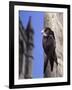 Digital Composite Common - European Swift (Apus Apus) Adult Clinging To A Building, UK-Kim Taylor-Framed Photographic Print