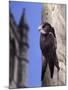Digital Composite Common - European Swift (Apus Apus) Adult Clinging To A Building, UK-Kim Taylor-Mounted Photographic Print