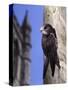 Digital Composite Common - European Swift (Apus Apus) Adult Clinging To A Building, UK-Kim Taylor-Stretched Canvas