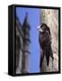 Digital Composite Common - European Swift (Apus Apus) Adult Clinging To A Building, UK-Kim Taylor-Framed Stretched Canvas