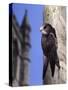 Digital Composite Common - European Swift (Apus Apus) Adult Clinging To A Building, UK-Kim Taylor-Stretched Canvas