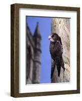 Digital Composite Common - European Swift (Apus Apus) Adult Clinging To A Building, UK-Kim Taylor-Framed Photographic Print