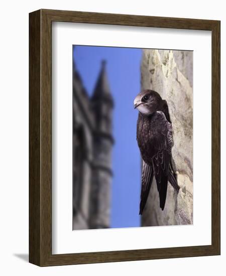 Digital Composite Common - European Swift (Apus Apus) Adult Clinging To A Building, UK-Kim Taylor-Framed Photographic Print