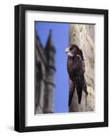 Digital Composite Common - European Swift (Apus Apus) Adult Clinging To A Building, UK-Kim Taylor-Framed Photographic Print