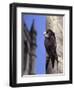 Digital Composite Common - European Swift (Apus Apus) Adult Clinging To A Building, UK-Kim Taylor-Framed Photographic Print