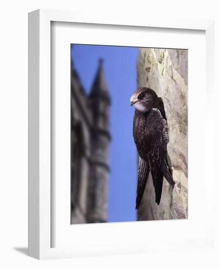 Digital Composite Common - European Swift (Apus Apus) Adult Clinging To A Building, UK-Kim Taylor-Framed Photographic Print