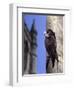 Digital Composite Common - European Swift (Apus Apus) Adult Clinging To A Building, UK-Kim Taylor-Framed Photographic Print