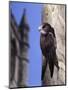 Digital Composite Common - European Swift (Apus Apus) Adult Clinging To A Building, UK-Kim Taylor-Mounted Photographic Print