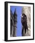 Digital Composite Common - European Swift (Apus Apus) Adult Clinging To A Building, UK-Kim Taylor-Framed Photographic Print