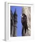 Digital Composite Common - European Swift (Apus Apus) Adult Clinging To A Building, UK-Kim Taylor-Framed Photographic Print