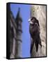 Digital Composite Common - European Swift (Apus Apus) Adult Clinging To A Building, UK-Kim Taylor-Framed Stretched Canvas