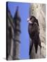 Digital Composite Common - European Swift (Apus Apus) Adult Clinging To A Building, UK-Kim Taylor-Stretched Canvas