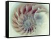 Digital Nautilus-null-Framed Stretched Canvas