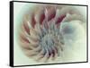 Digital Nautilus-null-Framed Stretched Canvas