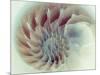 Digital Nautilus-null-Mounted Premium Giclee Print