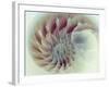 Digital Nautilus-null-Framed Art Print