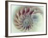 Digital Nautilus-null-Framed Art Print