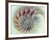 Digital Nautilus-null-Framed Art Print