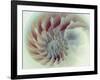 Digital Nautilus-null-Framed Art Print