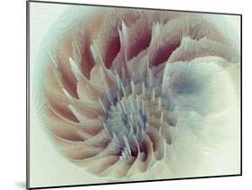 Digital Nautilus-null-Mounted Art Print