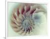 Digital Nautilus-null-Framed Art Print