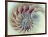 Digital Nautilus-null-Framed Art Print