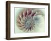 Digital Nautilus-null-Framed Art Print