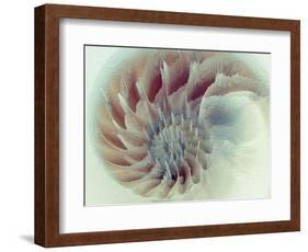 Digital Nautilus-null-Framed Art Print