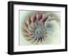 Digital Nautilus-null-Framed Art Print