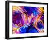 Digital Paint Series. Swirls of Fractal Brushstrokes on the Subject of Creativity and Art.-agsandrew-Framed Photographic Print