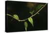 Digital Painting Leafs And Vine At Dusk-Anthony Paladino-Stretched Canvas