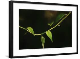 Digital Painting Leafs And Vine At Dusk-Anthony Paladino-Framed Giclee Print