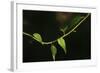 Digital Painting Leafs And Vine At Dusk-Anthony Paladino-Framed Giclee Print