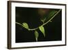 Digital Painting Leafs And Vine At Dusk-Anthony Paladino-Framed Giclee Print