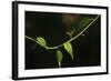 Digital Painting Leafs And Vine At Dusk-Anthony Paladino-Framed Giclee Print