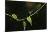 Digital Painting Leafs And Vine At Dusk-Anthony Paladino-Mounted Giclee Print